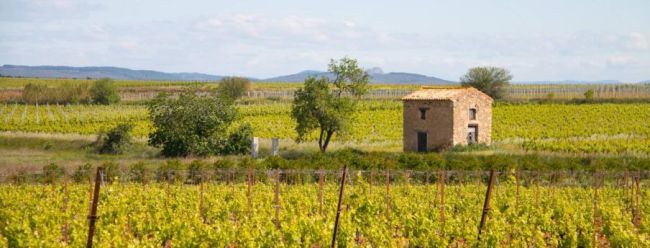 Proche Pézenas et Roujan Terrain constructible et viabilisé de 516M²