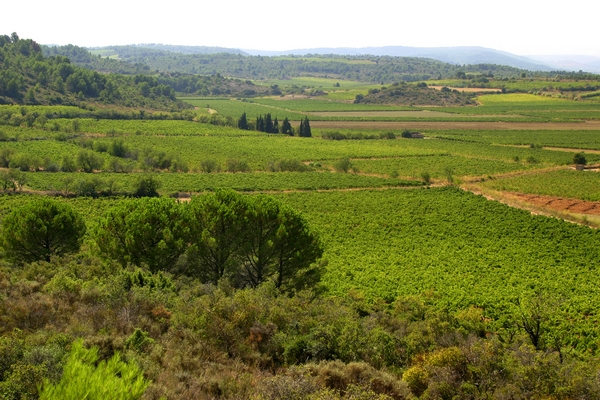 Terrain viabilisé de  407m² à  Ferrals-Les-Corbières entre Narbonne et Carcassonne