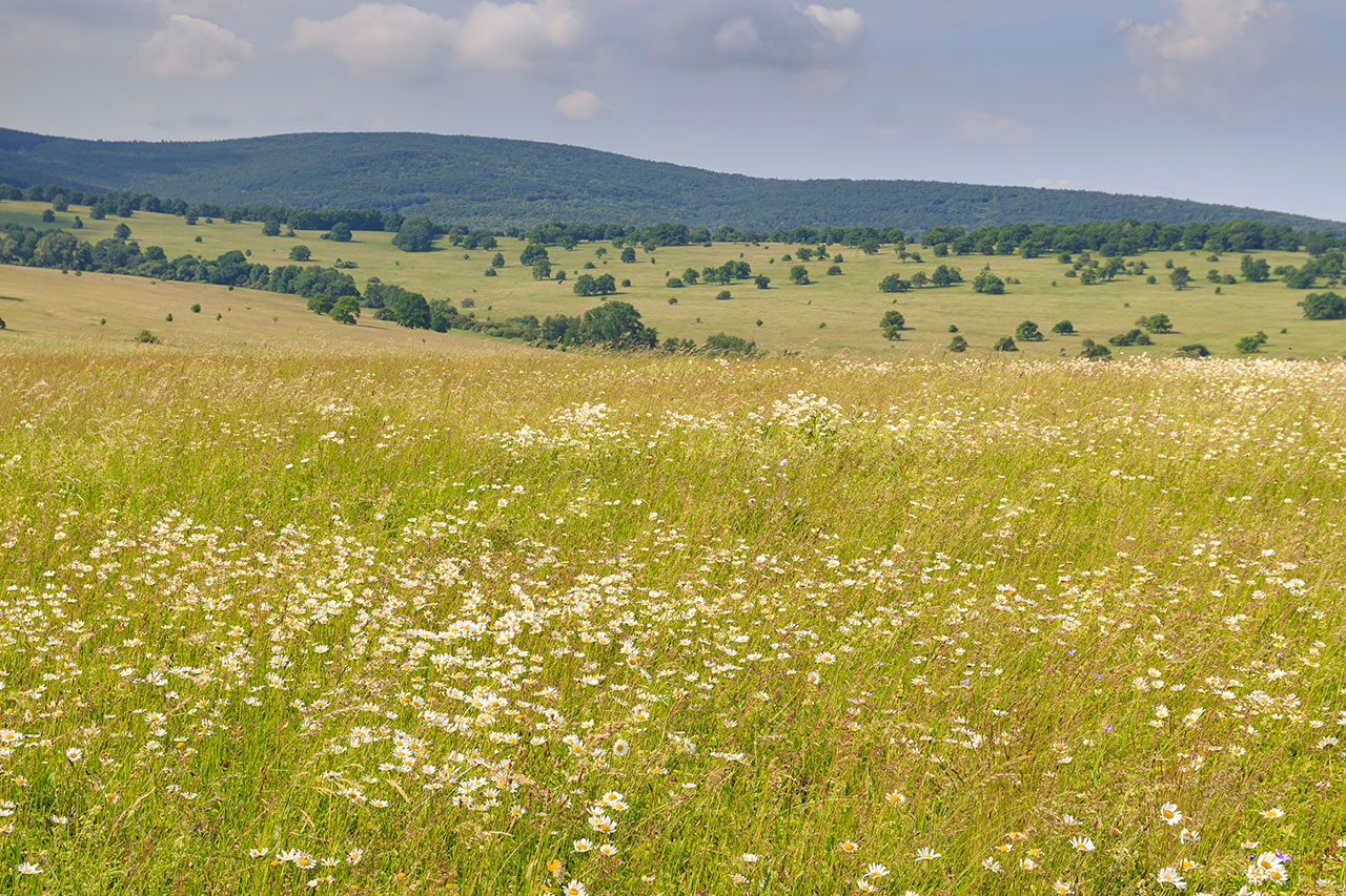 Terrain à bâtir