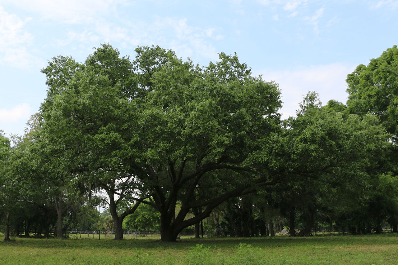 Terrain constructible de 860 m² sur Lévignac